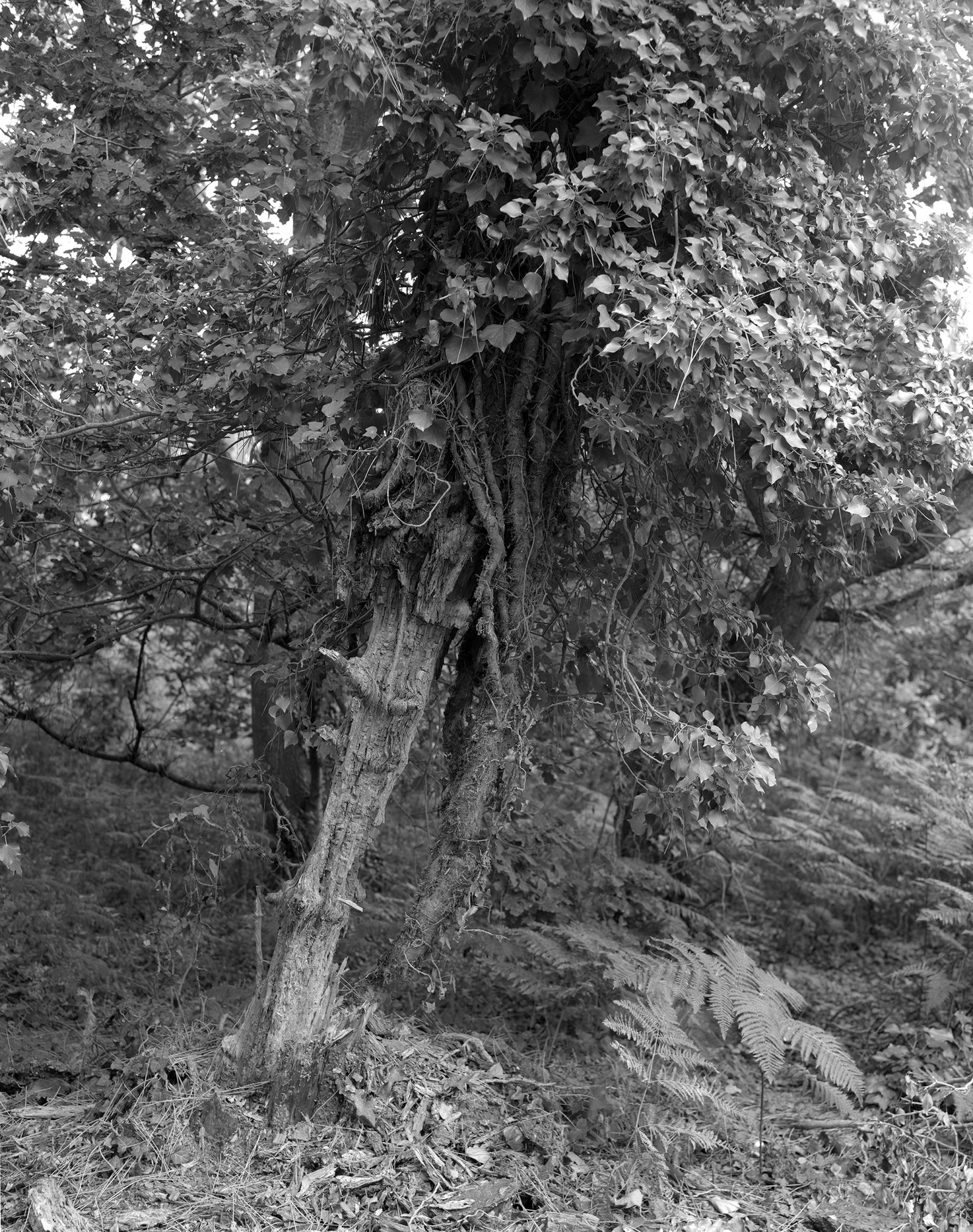 Nicolas Leroy | L'étreinte