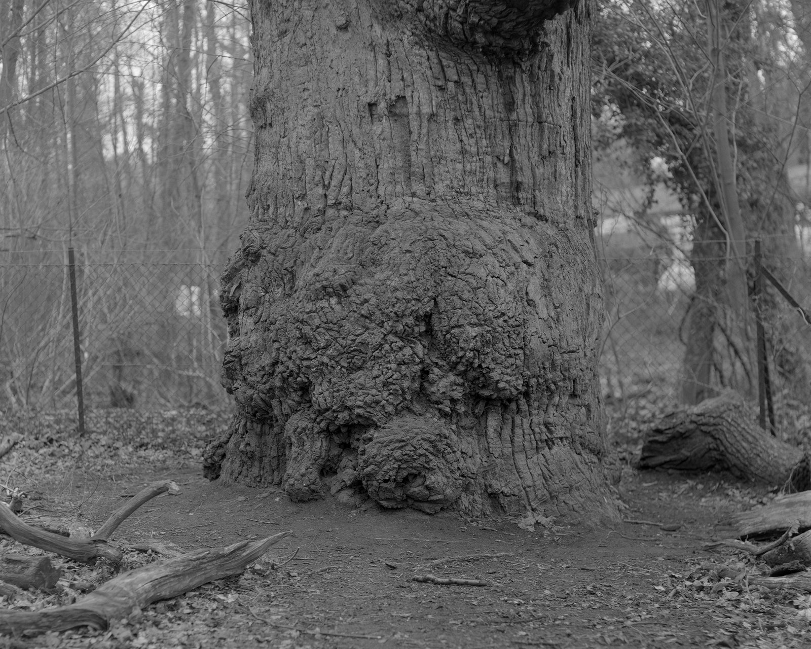 Nicolas Leroy | Dikke Marie