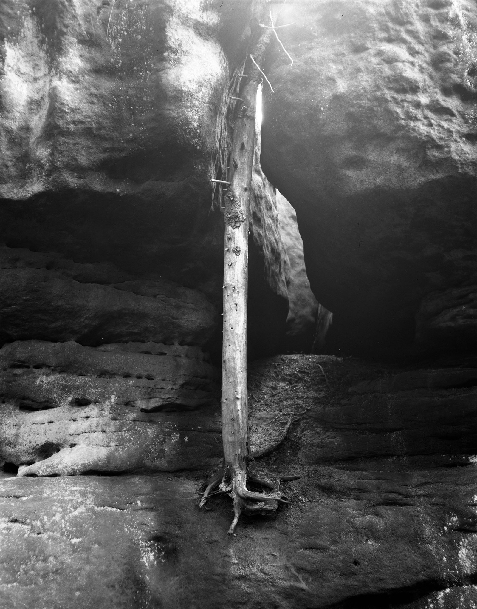 Nicolas Leroy | Le tronc