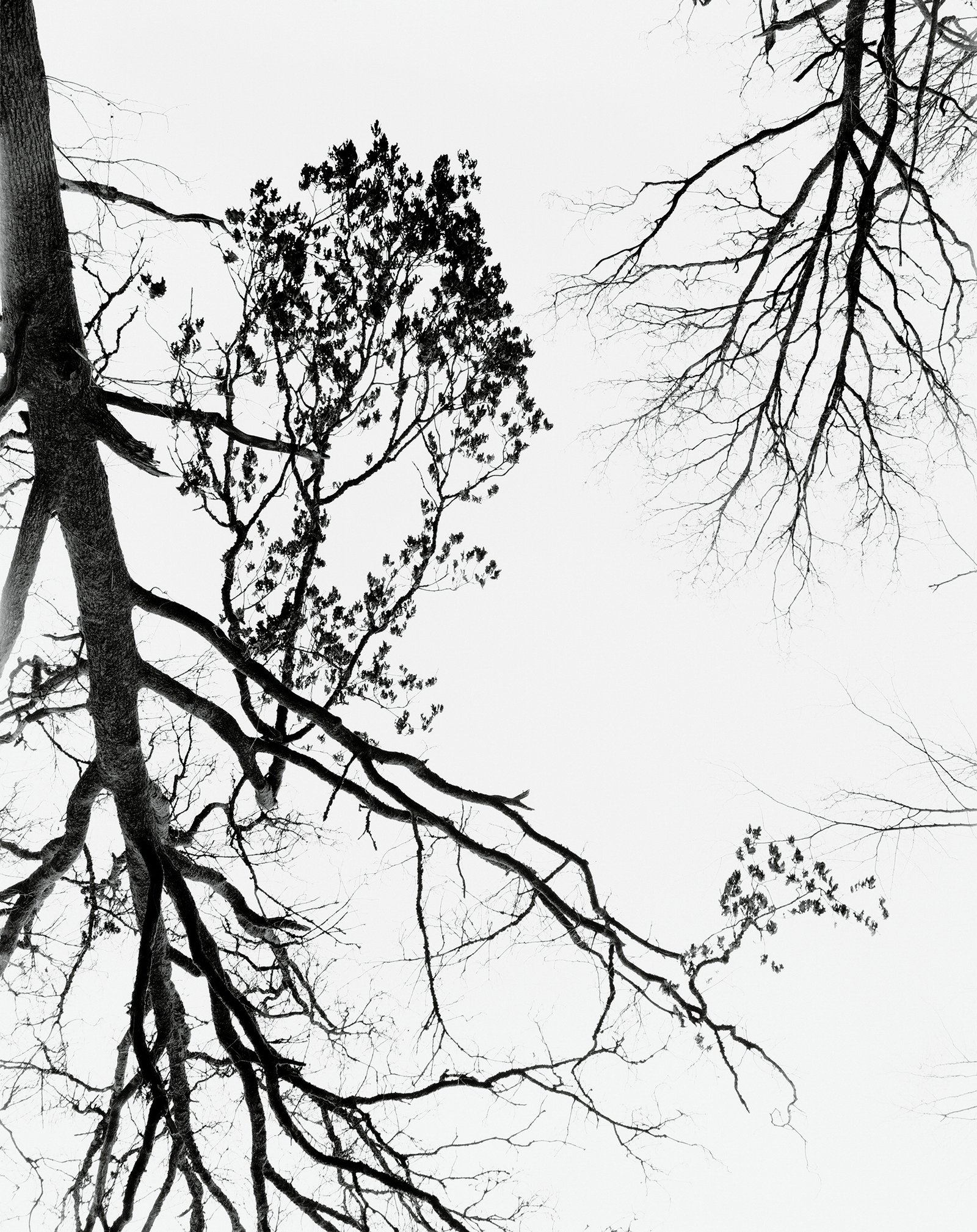 Nicolas Leroy | La branche I