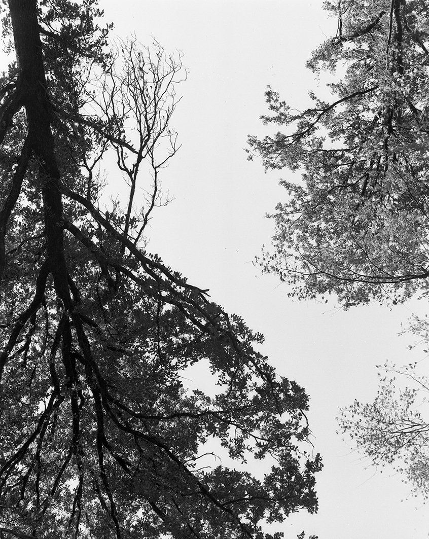 Nicolas Leroy | La branche II