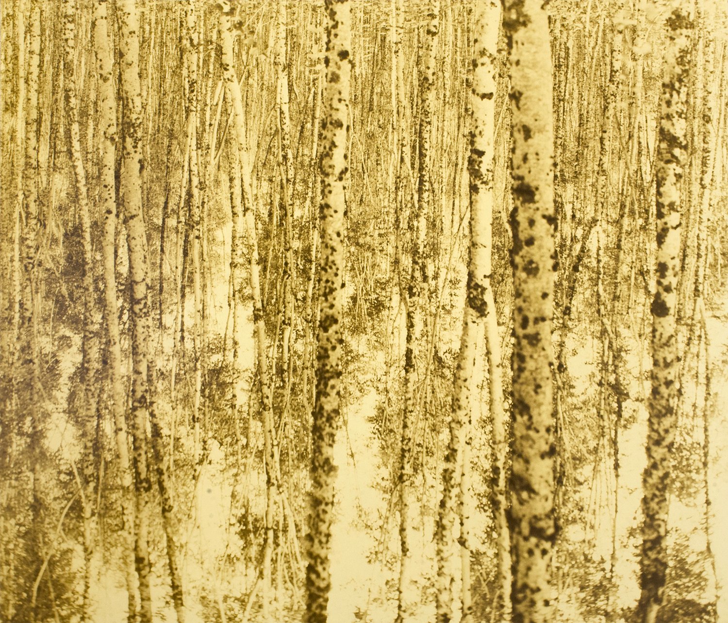 Nicolas Leroy | Les bouleaux