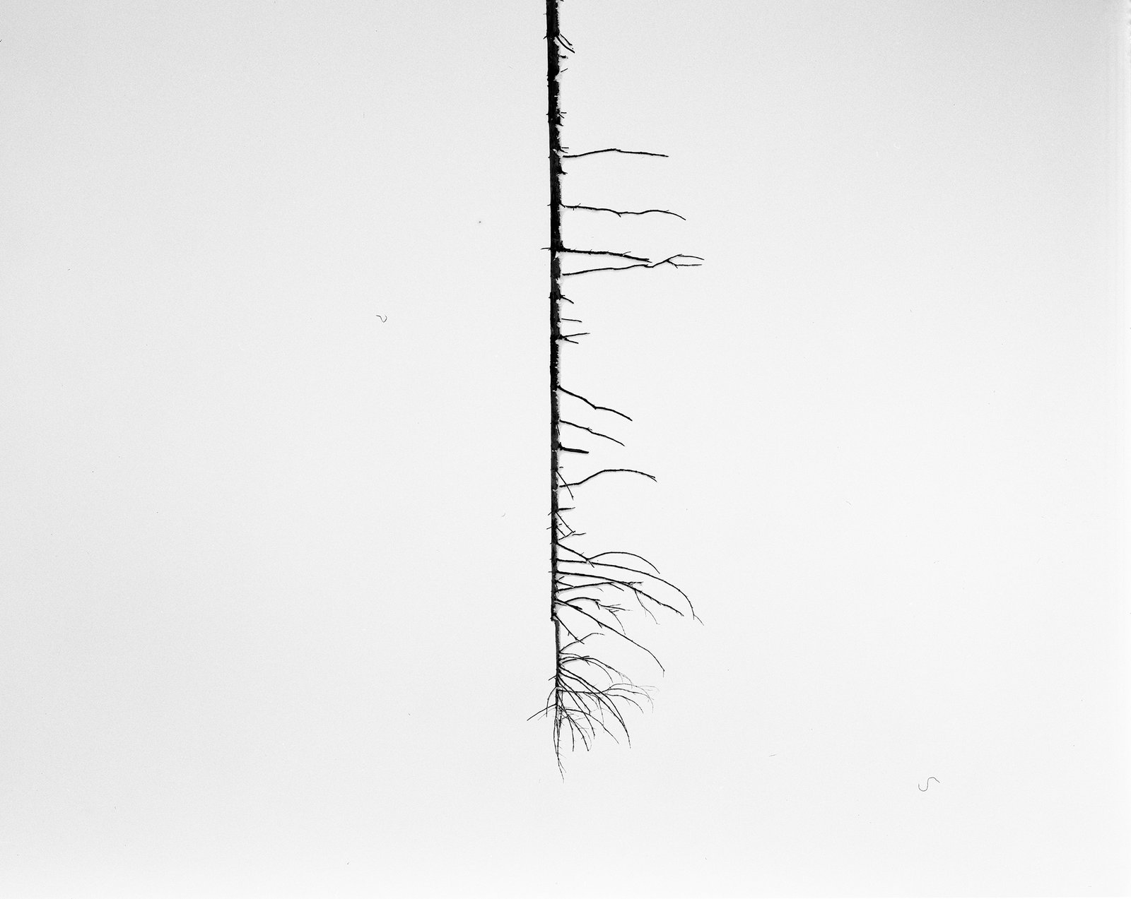 Nicolas Leroy | Le peigne à cheveux de Marianne Berenhaut