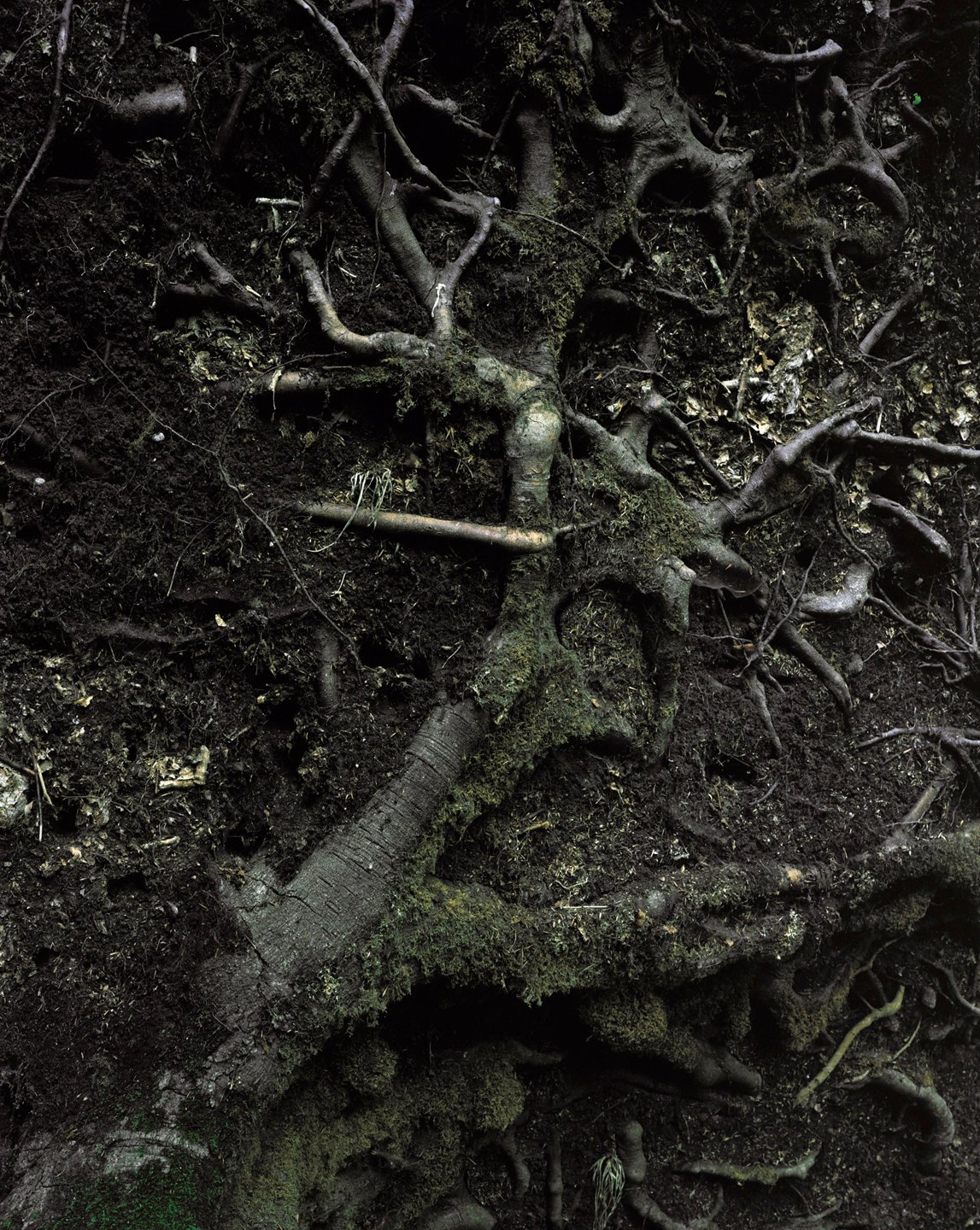 Nicolas Leroy | Racines